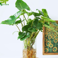 Cây Trầu Bà Tỷ Phú