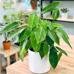 Cây Trầu Bà Tỷ Phú