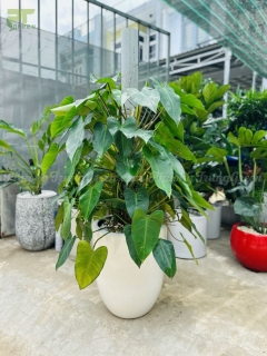 Cây Trầu Bà Tỷ Phú