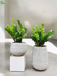 Cây Kim Tiền